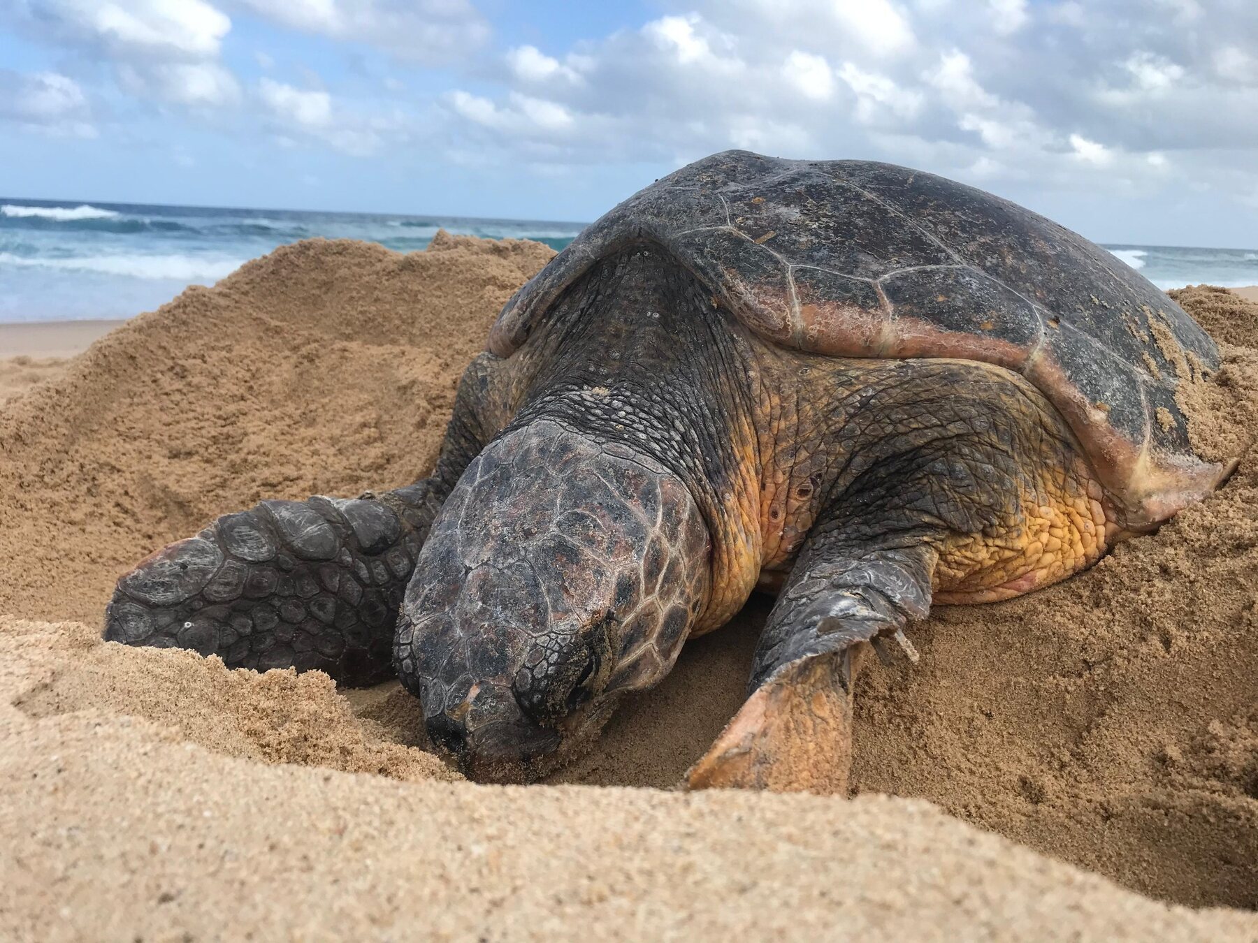 Loggerhead turtle nesting on a Maputaland beach