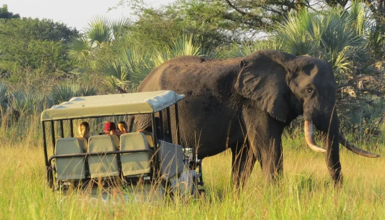 Elephants in Tembe Elephant Park on ancestral Tembe land in Maputaland