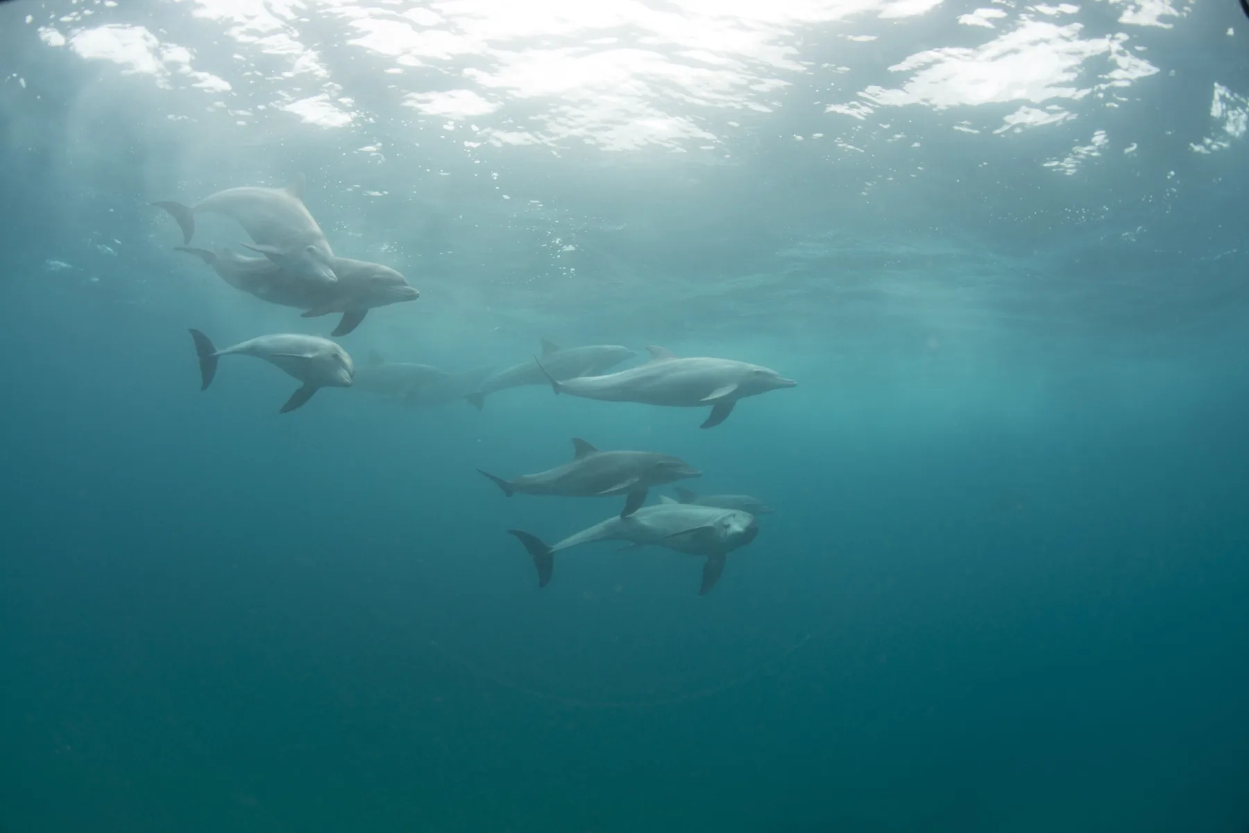 Dolphins swimming in the warm waters off Maputaland
