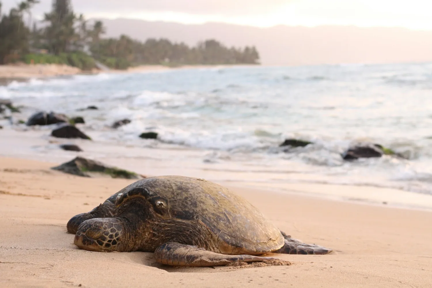 Sea turtle on a Maputaland beach