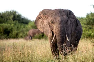 Elephant in the sand-forest and savanna landscape of Tembe Elephant Park